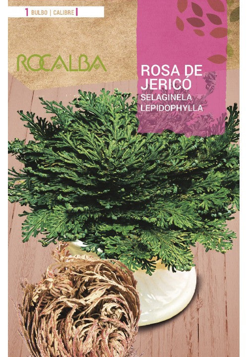 BULBO ROSA DE JERICÓ - 1 UD