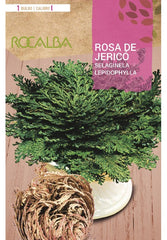 BULBO ROSA DE JERICÓ - 1 UD