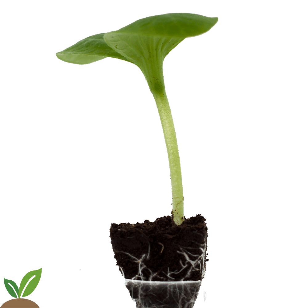 CALABACIN VERDE - PACK 10 UD.