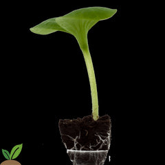 ZUCCHINI JEDIDA - EMBALAGEM 10 UNIDADES.