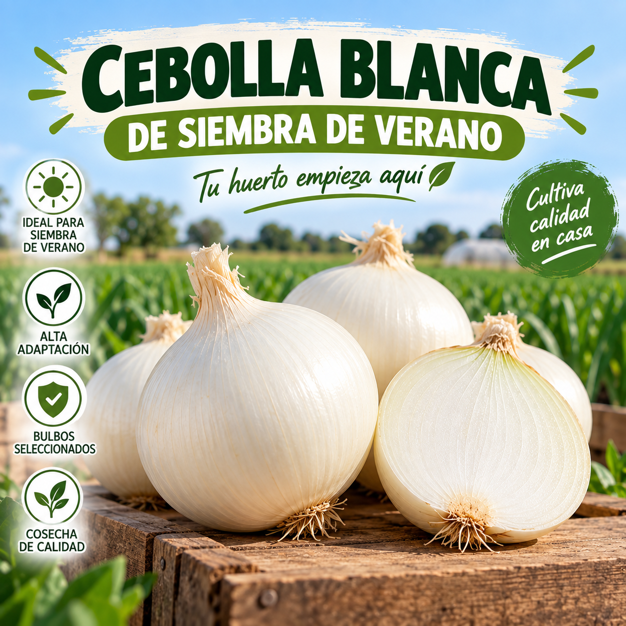 Cebolla Blanca de Siembra de Verano | Bulbos 5 kg