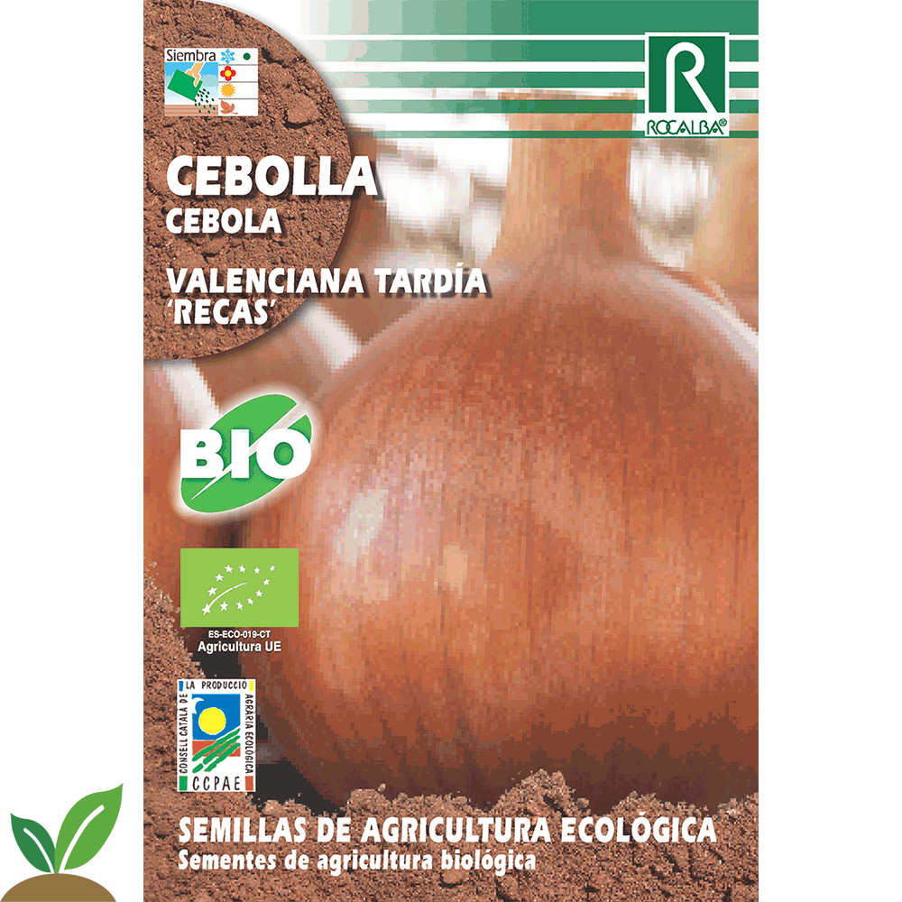 CEBOLLA VALENCIANA TARDIA "RECAS" ECO