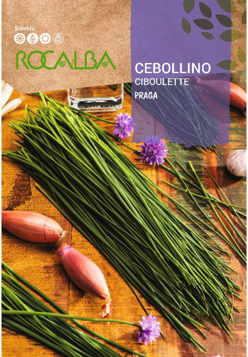 CEBOLINHA DE PRAGA