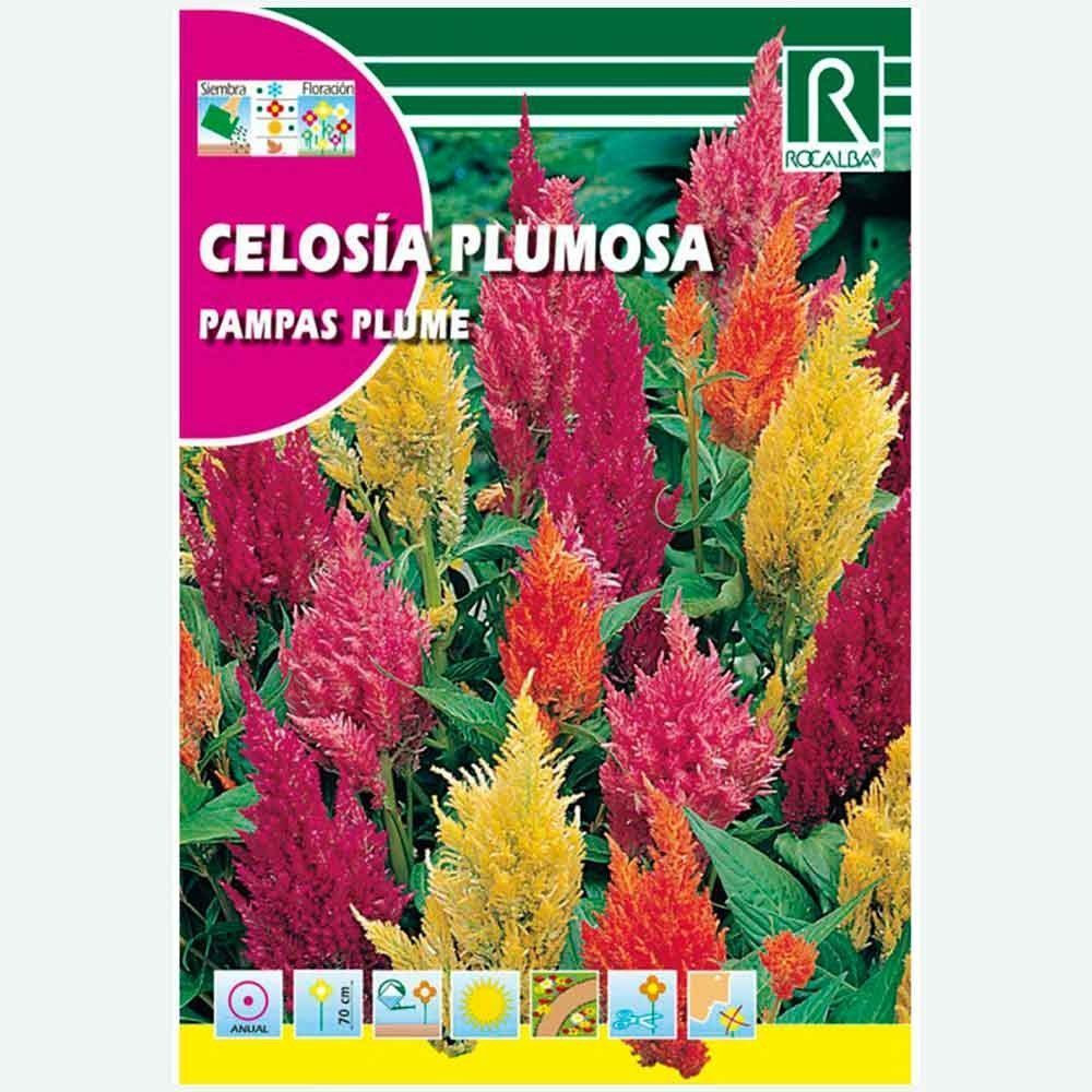 CELOSIA PLUMOSA PAMPAS PLUME VARIADA - SOBRE DE SEMILLAS 2G ...