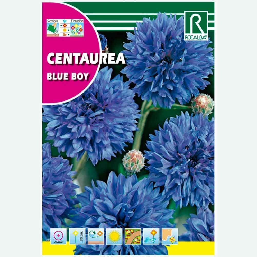 CENTAUREA BLUE BOY BLUE - AMOSTRA DE SEMENTES 10G