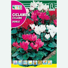 CICLAME PERSA GIGANTE VARIADO - AMOSTRA DE SEMENTES 0,1G
