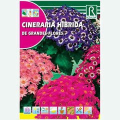 CINERARIA HÍBRIDA COM FLORES GRANDES - ENVELOPE DE SEMENTES 0,05G