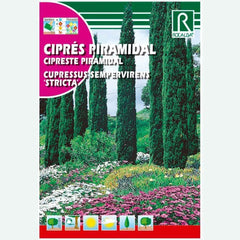 CIPRES PIRAMIDALIS - SOBRE DE SEMILLAS