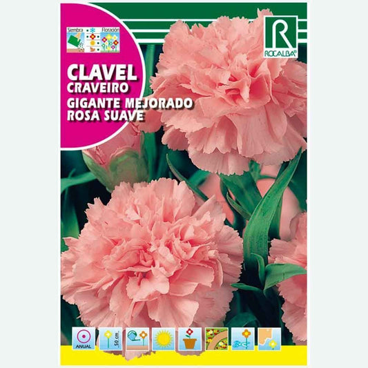 OEILLET GÉANT AMÉLIORÉ ROSE TENDRE - ÉCHANTILLON DE GRAINES 1G