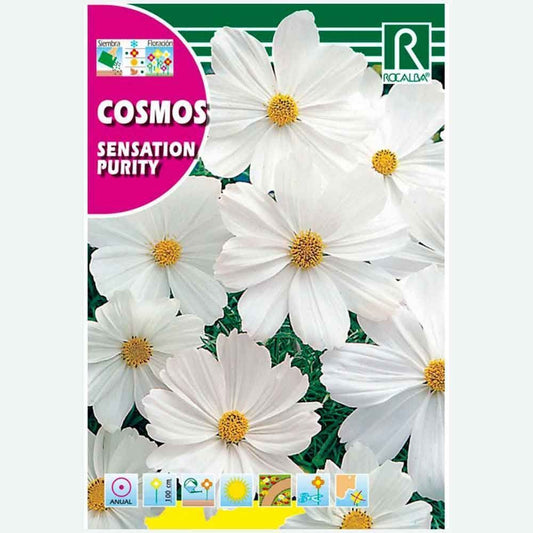 COSMOS SENSATION PURITY WHITE - ÉCHANTILLON DE GRAINES 6G