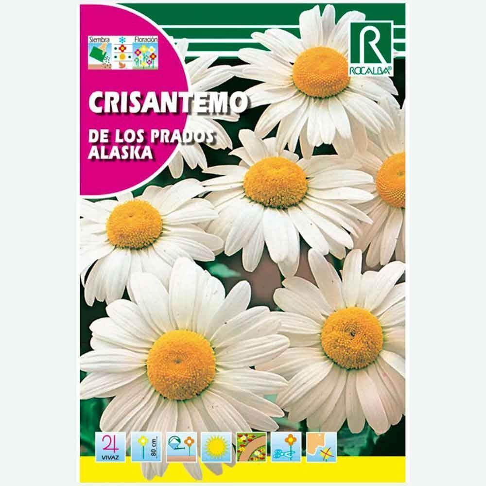 CRISÂNTEMO DO PRADO BRANCO DO ALASCA - ENVELOPE DE SEMENTES 3G