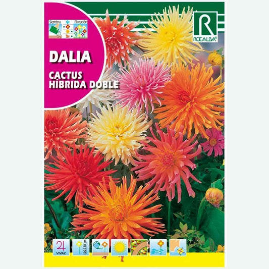 CACTUS DALIA DOUBLE HYBRIDE VARIÉ - ÉCHANTILLON DE GRAINES 0,5G