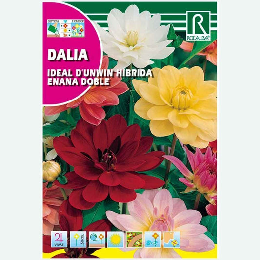 DALIA IDEAL D'UNWIN HYBRIDE NAIN DOUBLE VARIÉ - ENVELOPPE DE GRAINES 2G