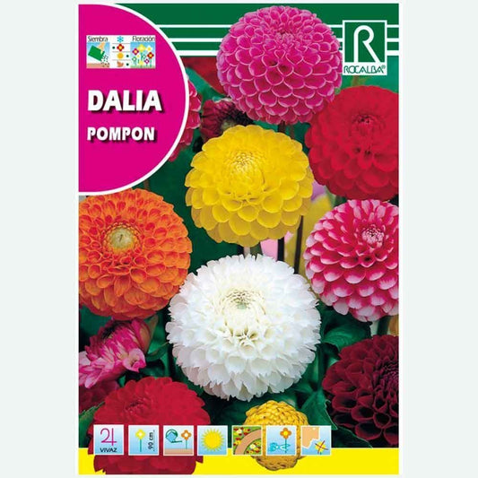 DOUBLE POMPON VARIÉ DALIA - ENVELOPPE GRAINES 2G