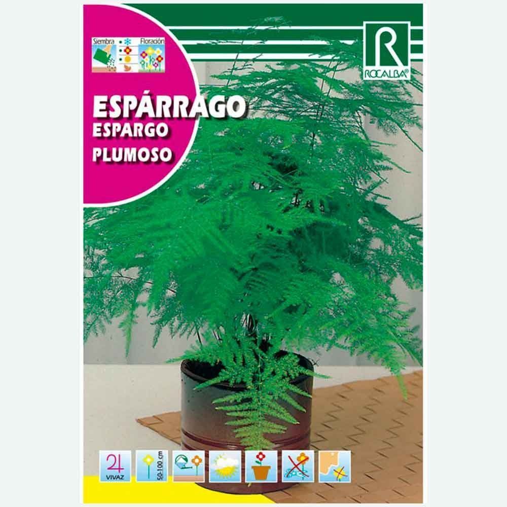 ESPARRAGO PLUMOSO - SOBRE DE SEMILLAS 0,5G