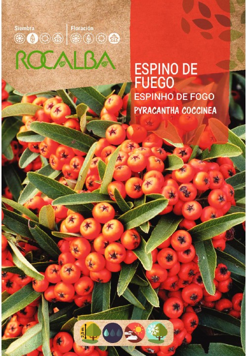 ESPINHO DE FOGO - AMOSTRA DE SEMENTES 1 GR.