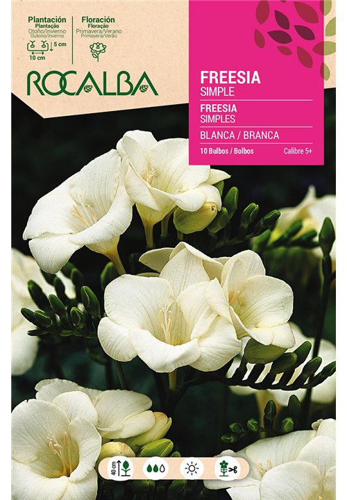 BULBO FREESIA SIMPLE BLANCA - 10N UD.