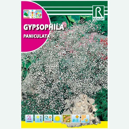 GYPSOFILA PANICULATA BLANC - ENVELOPPE DE GRAINES 4G