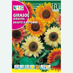 GIRASSOL BEAUTE D'AUTOMNE VARIADO - AMOSTRA DE SEMENTES 10G