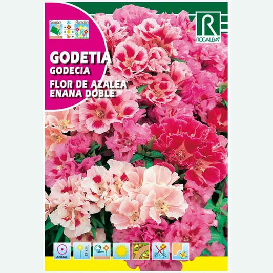 FLEUR D'AZALÉE DOUBLE NAIN GODETIA - ENVELOPPE DE GRAINES 3G