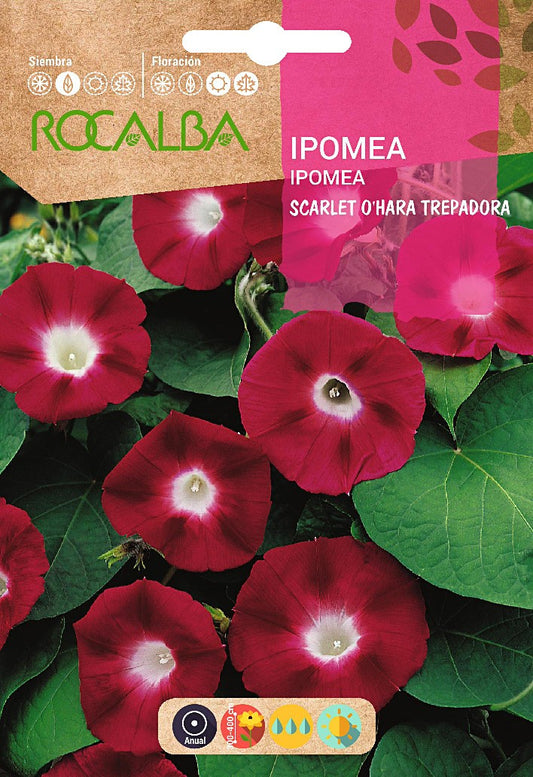 IPOMEA SCARLET O'HARA ESCALADE - ROCALBA 6GR