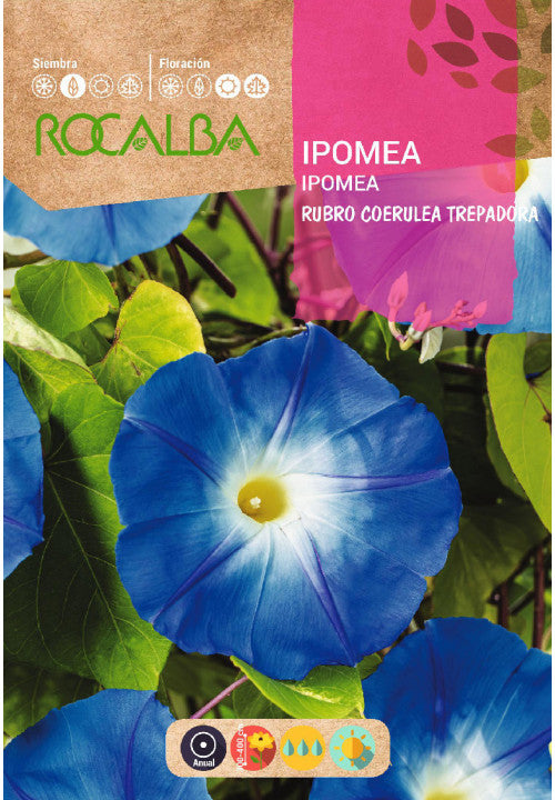 IPOMEA RUBRO COERULEA AZUL ESCALADA - AMOSTRA DE SEMENTES 10G