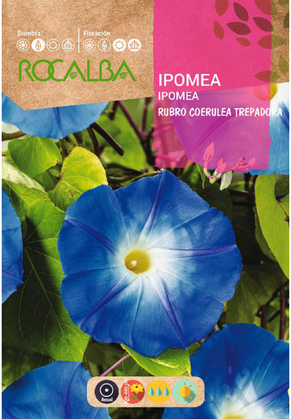 IPOMEA RUBRO COERULEA BLEU GRIMPANT - ÉCHANTILLON DE GRAINES 10G