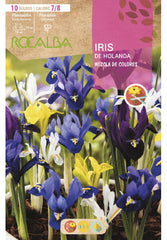 IRIS DE HOLANDA -MEZCLA DE COLORES 10 BULBOS