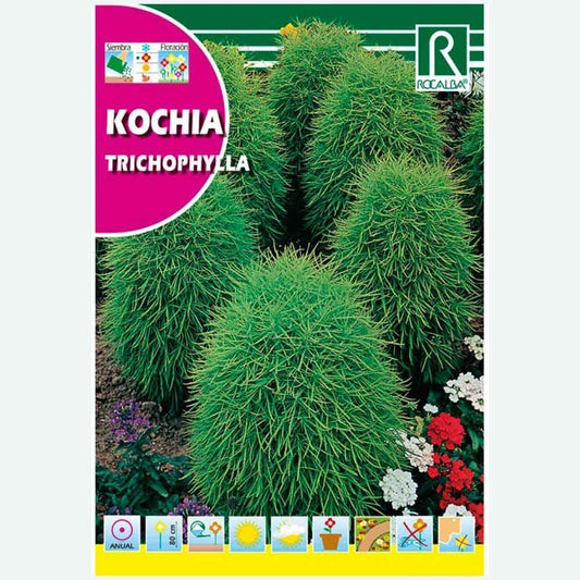 KOCHIA TRICOPHYLLA OVIFORME - ENVELOPPE DE GRAINES 8G