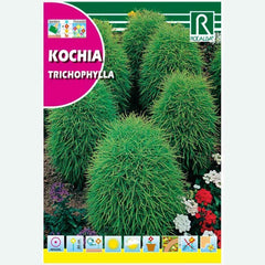 KOCHIA TRICOPHYLLA OVIFORME - ENVELOPE DE SEMENTES 8G
