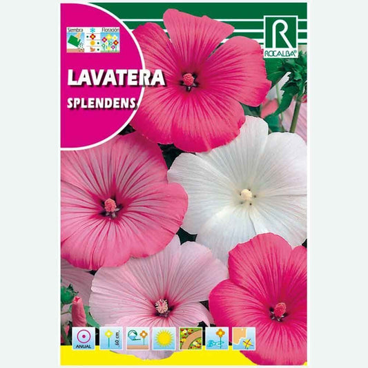 LAVATERA SPLENDENS VARIÉE - ÉCHANTILLON DE GRAINES 8G