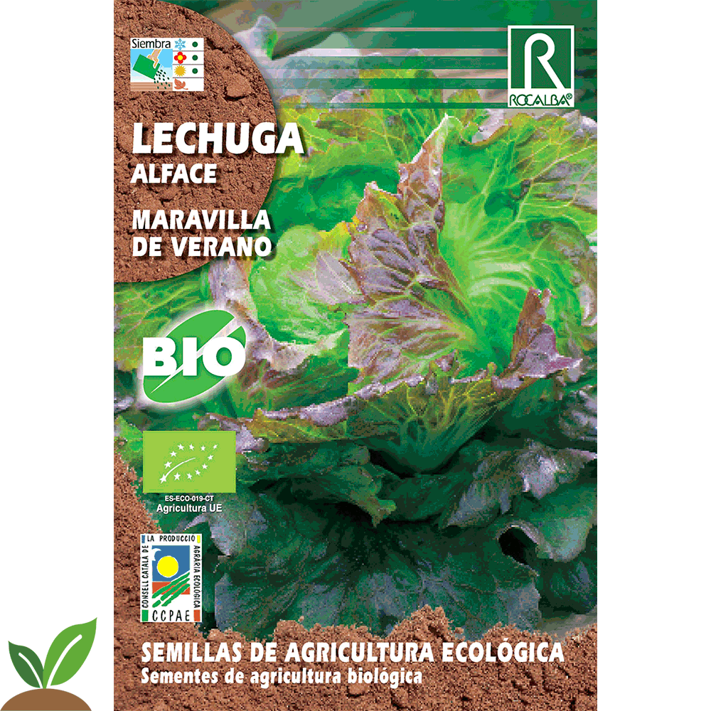 ALFACE ECO VERÃO MARAVILHOSA