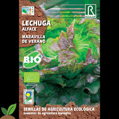 ALFACE ECO VERÃO MARAVILHOSA