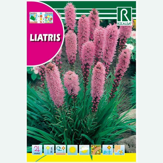 LIATRIS SPICATA - ENVELOPPE DE GRAINES 1G