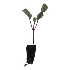 LOMBARDA PACK-10 PLANTA DE RESÍDUOS 0