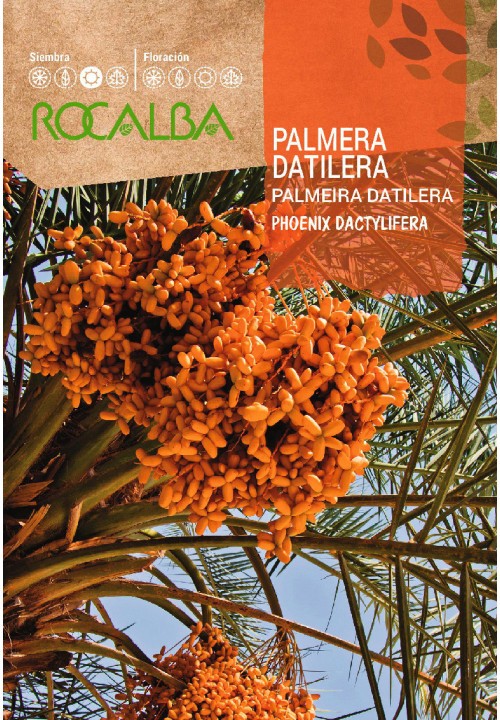 PALMERA DATILERA PHOENIX - SOBRE DE SEMILLAS 6G