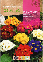 PRIMAVERA - PRIMULA GIGANTE IDEAL - ENVELOPE DE SEMENTES 0,2G