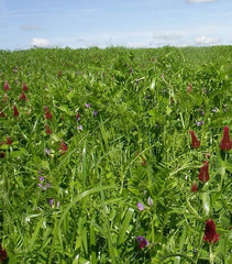 RABANETE ADAGIO (NEMATICIDA) 5 KG - ROCALBA