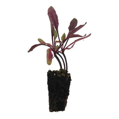 BETERRABA PACK-10 RESÍDUOS PLANTARES 0