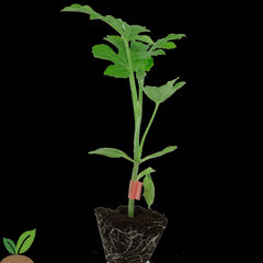 MELANCIA RISCAS CARMELO - PACK 10 UNIDADES