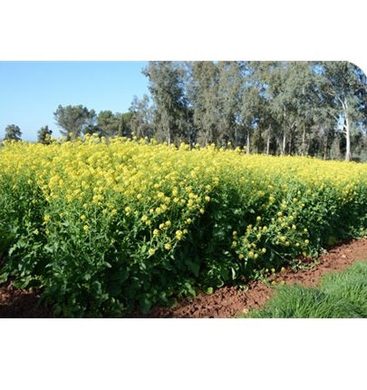 SEMILLA MOSTAZA BLANCA  5KG - ROCALBA