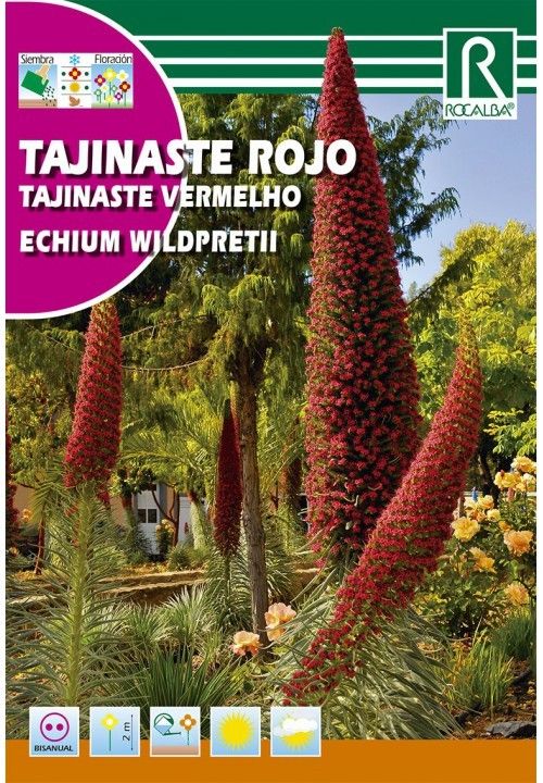 SEMENTES DE TAJINASTE VERMELHA - SANGUE DE TEIDE 5 SEM.