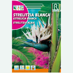 STRELITZIA BLANCA - ENVELOPE DE SEMENTES 3 aprox.