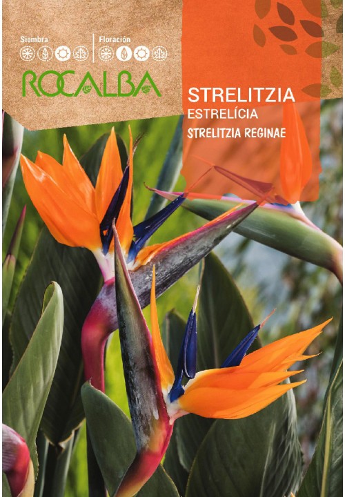 STRELITZIA REGINAE ( FALSA PLATANERA ) - SOBRE DE SEMILLAS 3 aprox.