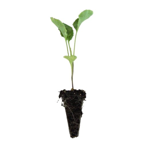 BRÓCOLI VERDE 10 UD. CONVENCIONAL LIBRE GMO