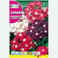 VERBENA SPARKLE HÍBRIDO VARIADO - AMOSTRA DE SEMENTES 0,5G