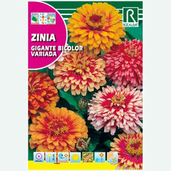 ZÍNIA BICOLOR GIGANTE VARIADA - ENVELOPE SEMENTES 6G